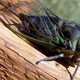 Image for article titled Cicada Nation: All About Those Noisy Little Bastard Bugs
